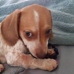 Meet your Posher, Levi